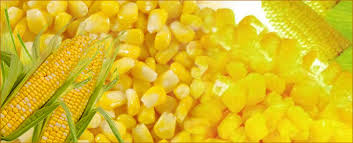 Manufacturers Exporters and Wholesale Suppliers of Pineapple Pulp pune Maharashtra